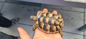 Breitrandschildkrötenbabys Bild 2