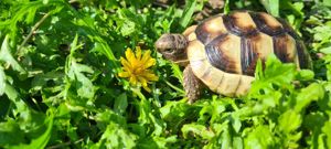 Breitrandschildkrötenbabys Bild 1