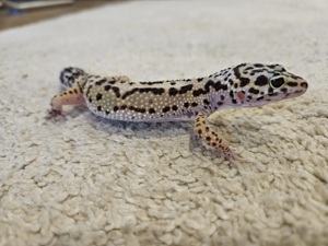 Leopardgecko 0.1 Bild 3