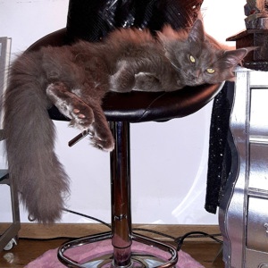 Blue Smoke Maine Coon DECKKATER ( kein Verkauf!! ) Bild 4