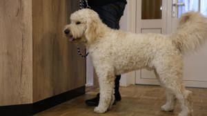 Goldendoodle gekörter Deckrüde  - kein Verkauf - nur Deckakt Bild 2