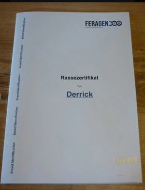 Goldendoodle gekörter Deckrüde  - kein Verkauf - nur Deckakt Bild 7