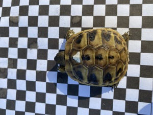 Verkaufe Nachzuchten griechischer Landschildkröten aus 2023! Bild 9