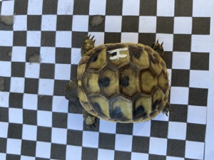 Verkaufe Nachzuchten griechischer Landschildkröten aus 2023! Bild 5