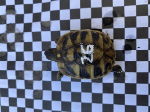 Verkaufe Nachzuchten griechischer Landschildkröten aus 2023! Bild 8
