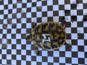 Verkaufe Nachzuchten griechischer Landschildkröten aus 2023! Bild 7
