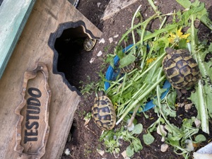 Verkaufe Nachzuchten griechischer Landschildkröten aus 2023! Bild 2