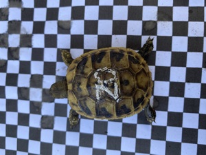 Verkaufe Nachzuchten griechischer Landschildkröten aus 2023! Bild 6