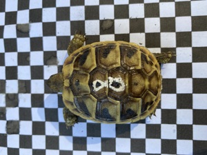 Verkaufe Nachzuchten griechischer Landschildkröten aus 2023! Bild 4