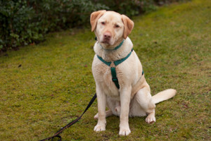 Leonell - Labrador - 6 Jahre - Tierhilfe Franken Bild 6