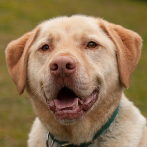 Leonell - Labrador - 6 Jahre - Tierhilfe Franken Bild 2