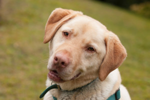 Leonell - Labrador - 6 Jahre - Tierhilfe Franken Bild 5