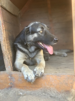 Linus sucht sein eigenes Zuhause