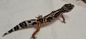 Süße Leopardgeckos 0.0.1 Bild 4