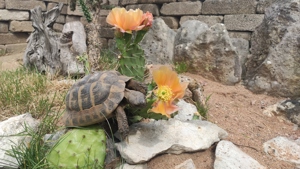 Schildkröten Babys griechische Landschildkröten mit 2023 Cites Papieren Bild 4