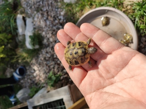 Schildkröten Babys griechische Landschildkröten mit 2023 Cites Papieren Bild 2