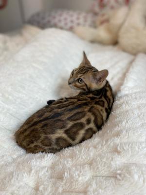 Bengal Kitten : Braun weiblich und männlich