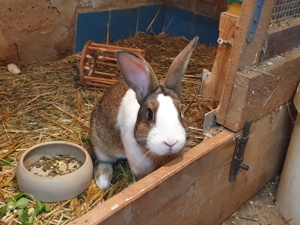 Kaninchen  Bild 3