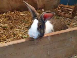 Kaninchen  Bild 1