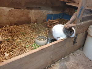 Kaninchen  Bild 4