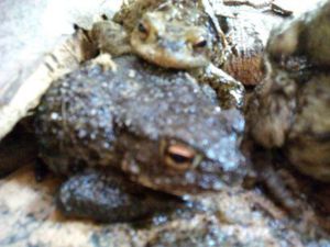 Adulte Erdkröten Bild 4
