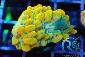 Meerwasser korallen Versand möglich  Bild 5