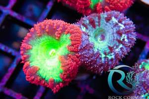 Meerwasser korallen Versand möglich  Bild 7