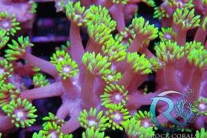 Meerwasser korallen Versand möglich  Bild 10
