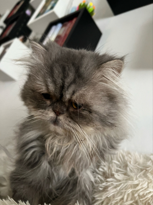 Deckkater Perser Silver Shaded Bild 3