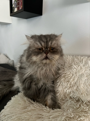 Deckkater Perser Silver Shaded Bild 6