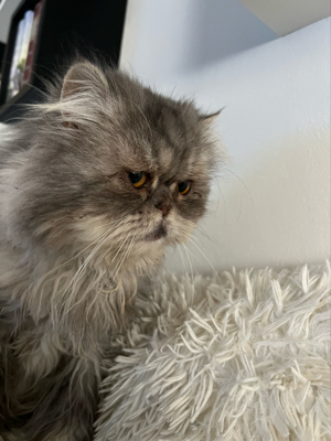 Deckkater Perser Silver Shaded Bild 4