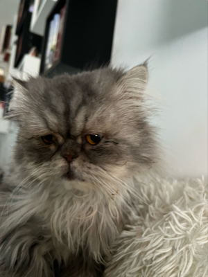 Deckkater Perser Silver Shaded Bild 5