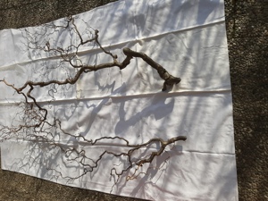 Korkenzieherhasel-Zweige ca. 1 m bis zu 1,80 m Bild 3