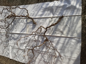 Korkenzieherhasel-Zweige ca. 1 m bis zu 1,80 m Bild 2
