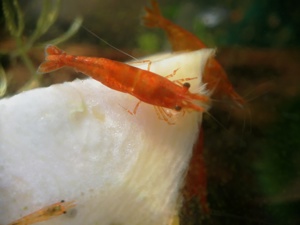 Sakura Sunkist Orange Fire Garnelen (Neocaridina davidi) 10St=18  Bild 2