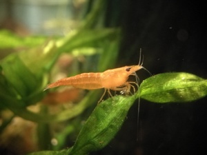 Sakura Sunkist Orange Fire Garnelen (Neocaridina davidi) 10St=18  Bild 3