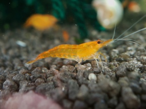 Sakura Sunkist Orange Fire Garnelen (Neocaridina davidi) 10St=18 