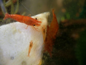 Sakura Sunkist Orange Fire Garnelen (Neocaridina davidi) 10St=18  Bild 4