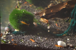 Sakura Sunkist Orange Fire Garnelen (Neocaridina davidi) 10St=18  Bild 6