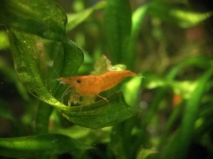 Sakura Sunkist Orange Fire Garnelen (Neocaridina davidi) 10St=18  Bild 5