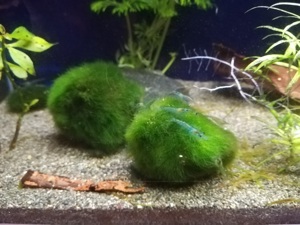 Mooskugeln 3-4cm Cladophora aegagropila Mooskugel VERSAND möglich Bild 2