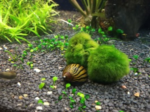 Mooskugeln 3-4cm Cladophora aegagropila Mooskugel VERSAND möglich Bild 4