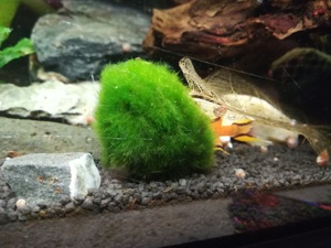 Mooskugeln 3-4cm Cladophora aegagropila Mooskugel VERSAND möglich Bild 3