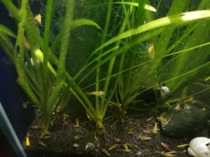 Schraubenvallisnerie, Vallisneria spiralis 1 Ableger = 2   Versand Bild 3