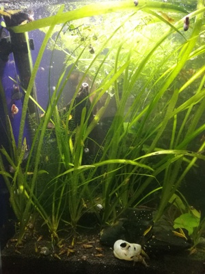 Schraubenvallisnerie, Vallisneria spiralis 1 Ableger = 2   Versand Bild 4