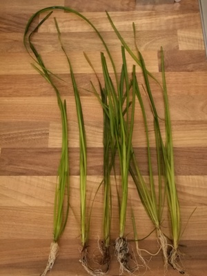 Schraubenvallisnerie, Vallisneria spiralis 1 Ableger = 2   Versand Bild 5