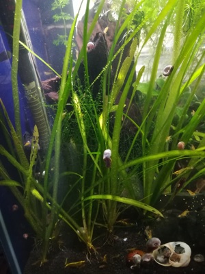 Schraubenvallisnerie, Vallisneria spiralis 1 Ableger = 2   Versand Bild 2