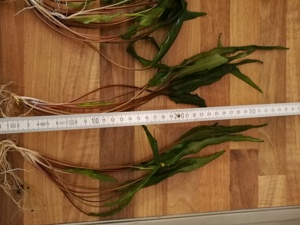 Ableger Wasserkelch (Cryptocoryne) 1 Stück = 2  Versand möglich Bild 3