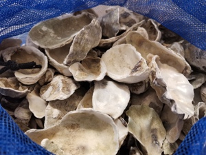 Austernschalen als Deko zum Basteln für Aquarium Mineralien Bild 2