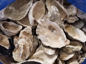 Austernschalen als Deko zum Basteln für Aquarium Mineralien Bild 3
